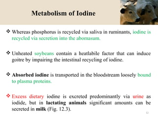 Metabolism of Iodine
 Whereas phosphorus is recycled via saliva in ruminants, iodine is
recycled via secretion into the abomasum.
 Unheated soybeans contain a heatlabile factor that can induce
goitre by impairing the intestinal recycling of iodine.
 Absorbed iodine is transported in the bloodstream loosely bound
to plasma proteins.
 Excess dietary iodine is excreted predominantly via urine as
iodide, but in lactating animals significant amounts can be
secreted in milk (Fig. 12.3).
12
 