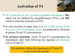 Activation of T4
 T4 is activated by two selenium dependent deiodinases: ID1,
which can be inhibited by propylthiouracil (PTU), and ID2,
which is relatively insensitive to PTU.
 In early lactation in cows, there is a fall in ID2 activity in the
liver and a rise in mammary tissue, accompanied by decreases
in plasma T4 and T3 concentrations.
 In newborn mammals, serum T4 and T3 concentrations rise
immediately after birth following the ingestion of colostrum
rich in T4 and T3.
This probably reflects the importance of T4 and T3
to survival in the neonate.
14
 