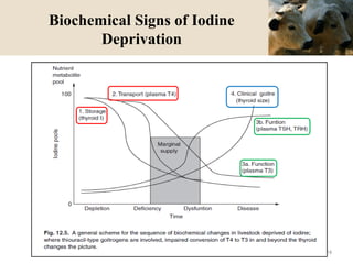Biochemical Signs of Iodine
Deprivation
24
 