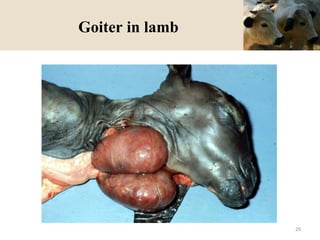 Goiter in lamb
29
 