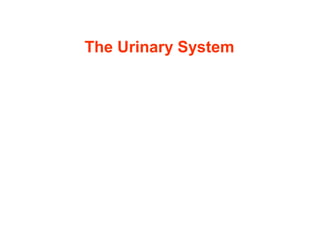 The Urinary System
 