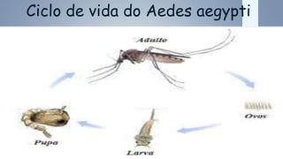 Ciclo de vida do Aedes aegypti
 