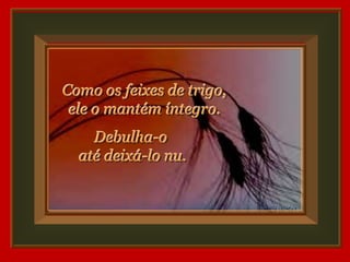Como os feixes de trigo,
 ele o mantém íntegro.
    Debulha-o
  até deixá-lo nu.
 