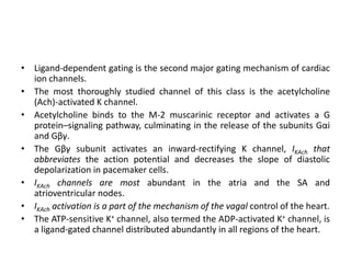 • Ligand-dependent gating is the second major gating mechanism of cardiac
ion channels.
• The most thoroughly studied channel of this class is the acetylcholine
(Ach)-activated K channel.
• Acetylcholine binds to the M-2 muscarinic receptor and activates a G
protein–signaling pathway, culminating in the release of the subunits Gαi
and Gβγ.
• The Gβγ subunit activates an inward-rectifying K channel, IKAch that
abbreviates the action potential and decreases the slope of diastolic
depolarization in pacemaker cells.
• IKAch channels are most abundant in the atria and the SA and
atrioventricular nodes.
• IKAch activation is a part of the mechanism of the vagal control of the heart.
• The ATP-sensitive K+ channel, also termed the ADP-activated K+ channel, is
a ligand-gated channel distributed abundantly in all regions of the heart.
 
