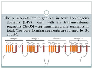 The α subunits are organized in four homologous 
domains (I-IV) each with six transmembrane 
segments (S1-S6) - 24 transmembrane segments in 
total. The pore forming segments are formed by S5 
and S6. 
 