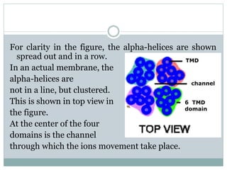 For clarity in the figure, the alpha-helices are shown 
spread out and in a row. 
In an actual membrane, the 
alpha-helices are 
not in a line, but clustered. 
This is shown in top view in 
the figure. 
At the center of the four 
domains is the channel 
through which the ions movement take place. 
 
