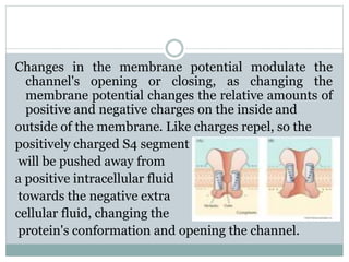 Changes in the membrane potential modulate the 
channel's opening or closing, as changing the 
membrane potential changes the relative amounts of 
positive and negative charges on the inside and 
outside of the membrane. Like charges repel, so the 
positively charged S4 segment 
will be pushed away from 
a positive intracellular fluid 
towards the negative extra 
cellular fluid, changing the 
protein's conformation and opening the channel. 
 