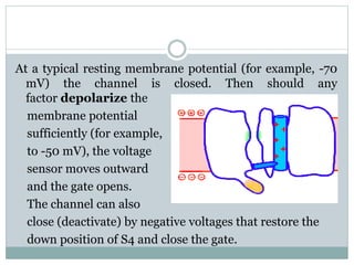 At a typical resting membrane potential (for example, -70 
mV) the channel is closed. Then should any 
factor depolarize the 
membrane potential 
sufficiently (for example, 
to -50 mV), the voltage 
sensor moves outward 
and the gate opens. 
The channel can also 
close (deactivate) by negative voltages that restore the 
down position of S4 and close the gate. 
 