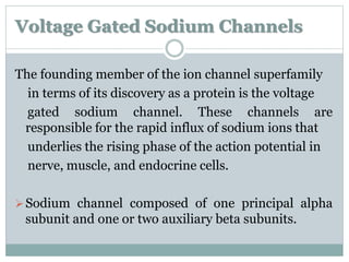 Voltage Gated Sodium Channels 
The founding member of the ion channel superfamily 
in terms of its discovery as a protein is the voltage 
gated sodium channel. These channels are 
responsible for the rapid influx of sodium ions that 
underlies the rising phase of the action potential in 
nerve, muscle, and endocrine cells. 
Sodium channel composed of one principal alpha 
subunit and one or two auxiliary beta subunits. 
 