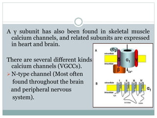 A γ subunit has also been found in skeletal muscle 
calcium channels, and related subunits are expressed 
in heart and brain. 
There are several different kinds of high-voltage-gated 
calcium channels (VGCCs). 
N-type channel (Most often 
found throughout the brain 
and peripheral nervous 
system). 
 