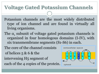 Voltage Gated Potassium Channels 
Potassium channels are the most widely distributed 
type of ion channel and are found in virtually all 
living organisms. 
The α1 subunit of voltage gated potassium channels is 
organized in four homologous domains (I-IV), with 
six transmembrane segments (S1-S6) in each. 
The core of the channel consists 
of helices 5 & 6 & the 
intervening H5 segment of 
each of the 4 copies of the protein. 
 