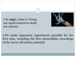 In 1937, John Z. Young 
use squid neuron to study 
ion current. 
He made important experiments possible for the 
first time, including the first intracellular recordings 
of the nerve cell action potential. 
 
