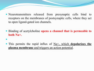  Neurotransmitters released from presynaptic cells bind to
receptors on the membranes of postsynaptic cells, where they act
to open ligand-gated ion channels.
 Binding of acetylcholine opens a channel that is permeable to
both Na+.

 This permits the rapid influx of Na+, which depolarizes the
plasma membrane and triggers an action potential.
 