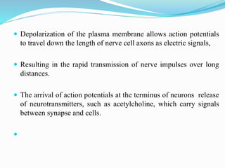  Depolarization of the plasma membrane allows action potentials
to travel down the length of nerve cell axons as electric signals,
 Resulting in the rapid transmission of nerve impulses over long
distances.
 The arrival of action potentials at the terminus of neurons release
of neurotransmitters, such as acetylcholine, which carry signals
between synapse and cells.

 