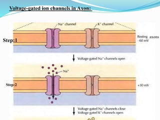 Voltage-gated ion channels in Axon:
Step:1
Step:2
axons
 