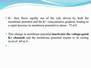  K+ then flows rapidly out of the cell, driven by both the
membrane potential and the K+ concentration gradient, leading to
a rapid decrease in membrane potential to about - 75 mV.
 This change in membrane potential inactivates the voltage-gated
K+ channels and the membrane potential returns to its resting
level of -60 m V.
 .
 