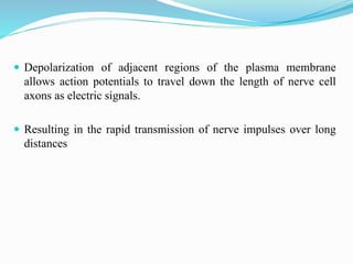  Depolarization of adjacent regions of the plasma membrane
allows action potentials to travel down the length of nerve cell
axons as electric signals.
 Resulting in the rapid transmission of nerve impulses over long
distances
 