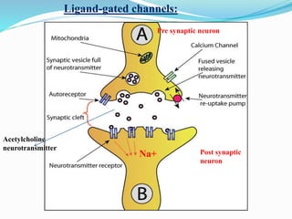 Na+
Acetylcholine
neurotransmitter
Ligand-gated channels:
Post synaptic
neuron
Pre synaptic neuron
 
