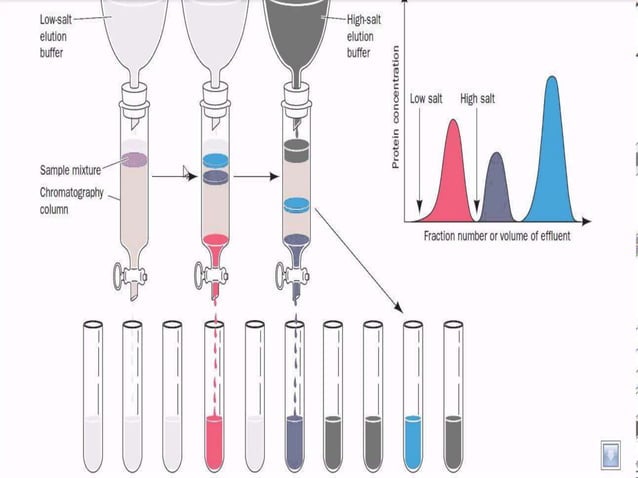 Ion exchange chromatography | PPT