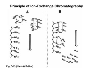 Principle of Ion-Exchange Chromatography 
Fig. 5-13 (Ninfa & Ballou) 
 