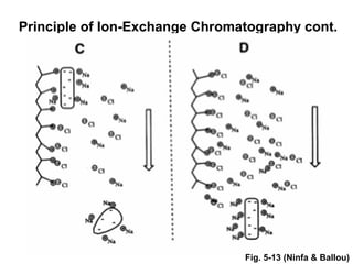 Principle of Ion-Exchange Chromatography cont. 
Fig. 5-13 (Ninfa & Ballou) 
 