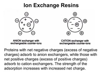 Ion Exchange Resins 
Proteins with net negative charges (excess of negative 
charges) adsorb to anion exchangers, while those with 
net positive charges (excess of positive charges) 
adsorb to cation exchangers. The strength of the 
adsorption increases with increased net charge. 
 
