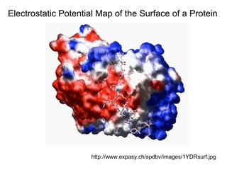 Electrostatic Potential Map of the Surface of a Protein 
http://www.expasy.ch/spdbv/images/1YDRsurf.jpg 
 