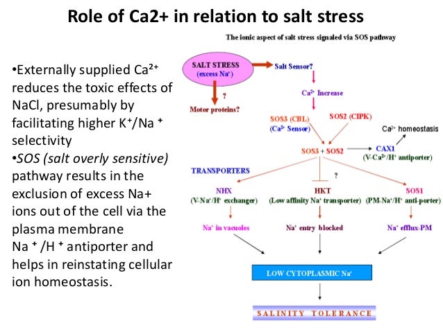 salt structure genetic plant Ion cells in homeostasis salt structure genetic plant Ion cells in homeostasis