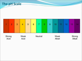 The pH Scale
Neutral Weak
Alkali
Strong
Alkali
Weak
Acid
Strong
Acid
7 8 9 10 11 12 13
3 4 5 6
2 14
1 7 8 9 10 11 12 13
3 4 5 6
2 14
1 9 10 11 12
3 4 5 6
2
1
 