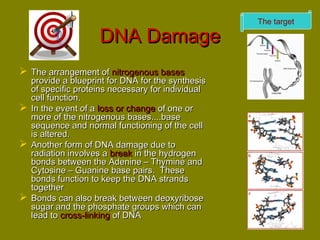 DDNNAA DDaammaaggee 
 TThhee aarrrraannggeemmeenntt ooff nniittrrooggeennoouuss bbaasseess 
pprroovviiddee aa bblluueepprriinntt ffoorr DDNNAA ffoorr tthhee ssyynntthheessiiss 
ooff ssppeecciiffiicc pprrootteeiinnss nneecceessssaarryy ffoorr iinnddiivviidduuaall 
cceellll ffuunnccttiioonn.. 
 IInn tthhee eevveenntt ooff aa lloossss oorr cchhaannggee ooff oonnee oorr 
mmoorree ooff tthhee nniittrrooggeennoouuss bbaasseess........bbaassee 
sseeqquueennccee aanndd nnoorrmmaall ffuunnccttiioonniinngg ooff tthhee cceellll 
iiss aalltteerreedd.. 
 AAnnootthheerr ffoorrmm ooff DDNNAA ddaammaaggee dduuee ttoo 
rraaddiiaattiioonn iinnvvoollvveess aa bbrreeaakk iinn tthhee hhyyddrrooggeenn 
bboonnddss bbeettwweeeenn tthhee AAddeenniinnee –– TThhyymmiinnee aanndd 
CCyyttoossiinnee –– GGuuaanniinnee bbaassee ppaaiirrss.. TThheessee 
bboonnddss ffuunnccttiioonn ttoo kkeeeepp tthhee DDNNAA ssttrraannddss 
ttooggeetthheerr 
 BBoonnddss ccaann aallssoo bbrreeaakk bbeettwweeeenn ddeeooxxyyrriibboossee 
ssuuggaarr aanndd tthhee pphhoosspphhaattee ggrroouuppss wwhhiicchh ccaann 
lleeaadd ttoo ccrroossss--lliinnkkiinngg ooff DDNNAA 
The target 
 