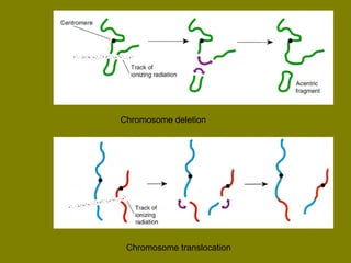 Chromosome deletion 
Chromosome translocation 
 