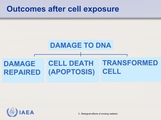 Outcomes after cell exposure 
DAMAGE 
REPAIRED 
DAMAGE TO DNA 
CELL DEATH 
(APOPTOSIS) 
TRANSFORMED 
CELL 
IAEA 3 : Biological effects of ionizing radiation 
 