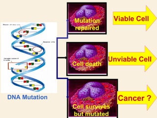 DNA Mutation 
Mutation 
repaired 
Cell survives 
but mutated 
Viable Cell 
Cancer ? 
Cell death 
Unviable Cell 
 