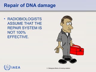 Repair of DNA damage 
• RADIOBIOLOGISTS 
ASSUME THAT THE 
REPAIR SYSTEM IS 
NOT 100% 
EFFECTIVE. 
IAEA 3 : Biological effects of ionizing radiation 
 