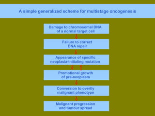 A simple generalized scheme for multistage oncogenesis 
Damage to chromosomal DNA 
of a normal target cell 
Failure to correct 
DNA repair 
Appearance of specific 
neoplasia-initiating mutation 
Promotional growth 
of pre-neoplasm 
Conversion to overtly 
malignant phenotype 
Malignant progression 
and tumour spread 
 
