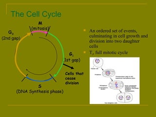The Cell Cycle 
 An ordered set of events, 
culminating in cell growth and 
division into two daughter 
cells 
 Tc, full mitotic cycle 
G2 
(2nd gap) 
M 
(mitosis) 
S 
(DNA Synthesis phase) 
G1 
(1st gap) 
Cells that 
cease 
division 
 