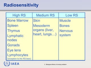 Radiosensitivity 
High RS Medium RS Low RS 
Muscle 
Bones 
Nervous 
system 
Skin 
Mesoderm 
organs (liver, 
heart, lungs…) 
Bone Marrow 
Spleen 
Thymus 
Lymphatic 
nodes 
Gonads 
Eye lens 
Lymphocytes 
(exception to the RS laws) 
IAEA 3 : Biological effects of ionizing radiation 
 