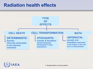 Radiation health effects 
CELL DEATH 
DETERMINISTIC 
Somatic 
Clinically attributable 
in the exposed 
individual 
STOCHASTIC 
somatic & hereditary 
epidemiologically 
attributable in large 
populations 
ANTENATAL 
somatic and 
hereditary expressed 
in the foetus, in the live 
born or descendants 
IAEA 3 : Biological effects of ionizing radiation 
BOTH 
TYPE 
OF 
EFFECTS 
CELL TRANSFORMATION 
 