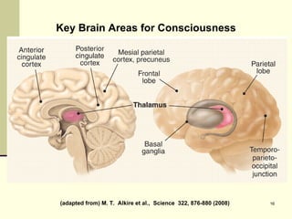 (adapted from) M. T.  Alkire et al.,  Science  322, 876-880 (2008)  Key Brain Areas for Consciousness 