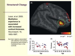 Structural Change Lazar, et al. 2005.  Meditation  experience is  associated with increased cortical thickness. Neuroreport , 16, 1893-1897. the brain regions associated with attention and sensory processing were thicker in meditators than in the controls 