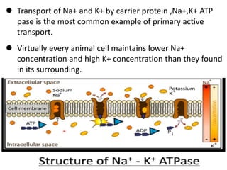  Transport of Na+ and K+ by carrier protein ,Na+,K+ ATP
pase is the most common example of primary active
transport.
 Virtually every animal cell maintains lower Na+
concentration and high K+ concentration than they found
in its surrounding.
 It is either symport are antiport
 