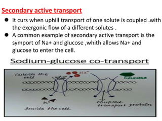 Secondary active transport
 It curs when uphill transport of one solute is coupled .with
the exergonic flow of a different solutes .
 A common example of secondary active transport is the
symport of Na+ and glucose ,whith allows Na+ and
glucose to enter the cell.
 