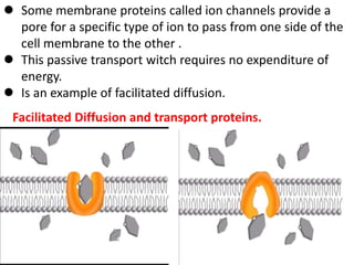  Some membrane proteins called ion channels provide a
pore for a specific type of ion to pass from one side of the
cell membrane to the other .
 This passive transport witch requires no expenditure of
energy.
 Is an example of facilitated diffusion.
Facilitated Diffusion and transport proteins.
 