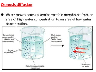 Osmosis diffusion
 Water moves across a semipermeable membrane from an
area of high water concentration to an area of low water
concentration.
 