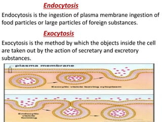 Endocytosis
Endocytosis is the ingestion of plasma membrane ingestion of
food particles or large particles of foreign substances.
Exocytosis
Exocytosis is the method by which the objects inside the cell
are taken out by the action of secretary and excretory
substances.
 