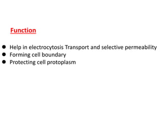 Function
 Help in electrocytosis Transport and selective permeability
 Forming cell boundary
 Protecting cell protoplasm
 