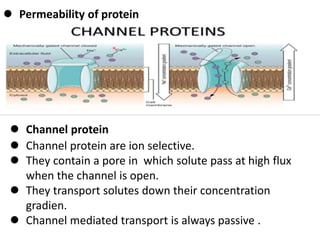 Ion Transport Through cell Membrane