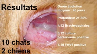 Résultats Durée évolution 
moyene : 40 jours 
Profondeur 21-60% 
4/12 Brachycephales 
3/12 culture 
bactérienne positive 
1/10 FHV1 positive 10 chats 
2 chiens 
 