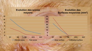 12 
10 
8 
6 
4 
2 
0 
Evolution des scores 
moyens 
D1 D4 D8 D15 D31 
Clinical score Pain score 
35 
30 
25 
20 
15 
10 
5 
0 
Evolution des 
Surfaces moyennes (mm²) 
D1 D4 D8 D15 D31 
Ulcer surface Infiltration surface 
 