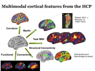Multimodal cortical features from the HCP
Curvature
Task fMRI
Myelin
Structural Connectivity
Sotiropoulos et al
NeuroImage...